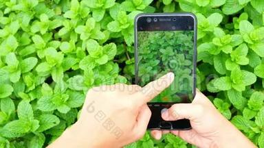 亚洲女农民用手机拍摄农产品，在网上市场销售产品。