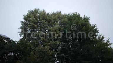 夏季，克拉科夫的一棵大绿树上下着冰雹
