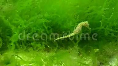 短吻<strong>海马海马</strong>在藻类中游动。 黑海。