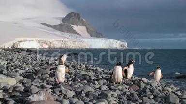 企鹅们站在靠近水面的鹅卵石上，环顾四周.. 安德列夫。