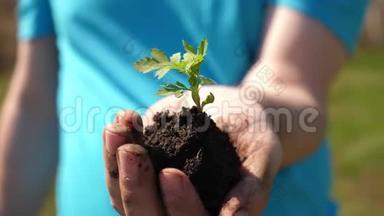 番茄幼苗手中特写.. 环保星球。 年轻的萌芽在农民手中。 他的园丁