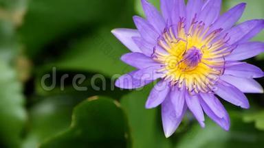 池塘里漂浮的睡莲。 从绿叶之上，紫罗兰的睡莲花漂浮在宁静的水中