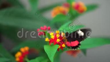 特写Transandean牛心，Paridesiphidamas黑色和红色的蝴蝶在黄色和红色的花朵上拍打翅膀