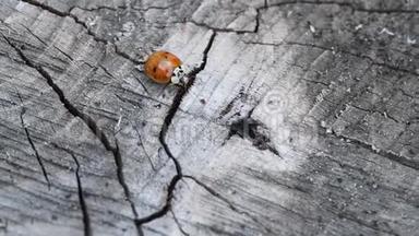 木头上的瓢虫。 红色瓢虫走在一块木头上。