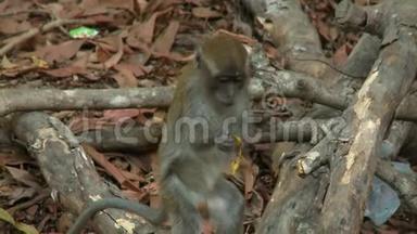 马来西亚森林中的<strong>猴子</strong>采摘<strong>香蕉</strong>皮