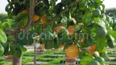 穿过橘子树。 透过一棵树，看到成熟成熟的橘子和橘子。 慢慢