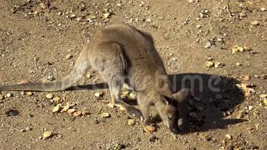 非洲小袋鼠坐着吃东西。 非洲空地上的袋鼠。 野生动物