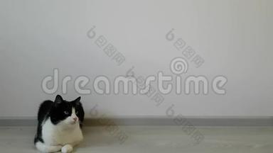 美丽的年轻<strong>黑白</strong>猫躺在地板上的房间里。 你写作的地方。 他看着<strong>运动</strong>