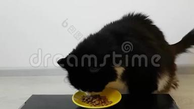 黑白绒毛成年猫吃黄色碗里的干粮