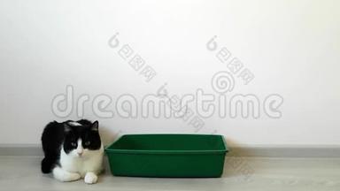 黑白相间的小猫躺在一个绿色的大<strong>托盘</strong>旁边，环顾四周。 把猫训练到<strong>托盘</strong>上