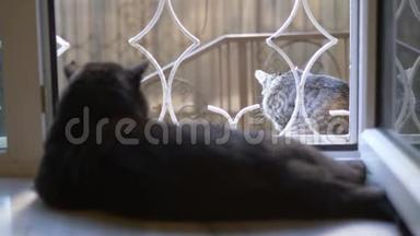 黑猫躺在窗台上，<strong>看着窗外</strong>的猫