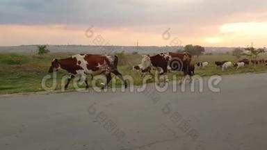 在村里的柏油路上，一群养牛的家畜在牧场后回到谷仓。 奶牛在镜头前