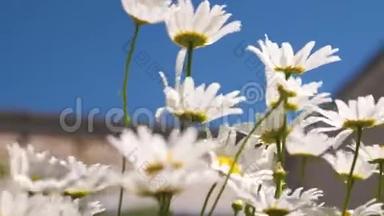 在晴朗的<strong>夏日</strong>里，白色的雏菊迎风摇曳在<strong>夏日</strong>公园的蓝天上。 美丽的白色花朵