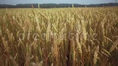 麦田。 一大堆麦子都结了。 收获概念。 自然耕作，收割.. 黄金麦田，健康理念