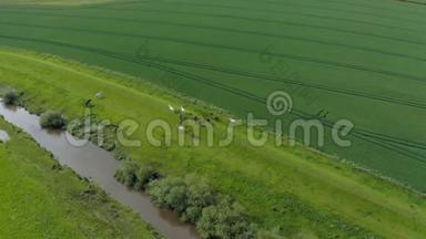 4英国约克郡，2019年夏天，一<strong>群马</strong>在一条河边飞驰而过。 一架无人机。