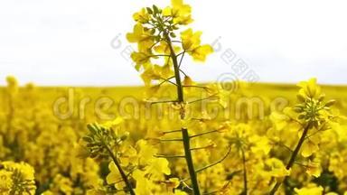 油菜花在模糊背景上的美丽春日金花，<strong>甘蓝</strong>型油菜花在拉丁文中的胜利