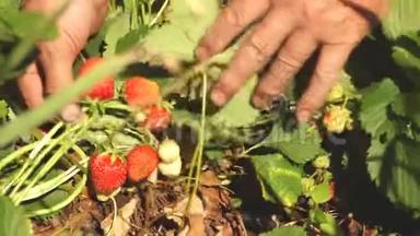 园丁从<strong>灌木丛</strong>中收集一个美味的草莓。 一个人`手从<strong>灌木丛</strong>中撕下一颗红色的草莓。 特写镜头。 aa