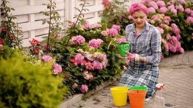 园艺。 女孩在灌木丛绣球花的花园里工作。 女园丁用浇水罐浇花.. 花朵