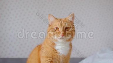 可爱的姜猫坐在床上，看着<strong>身边</strong>的平静和感兴趣的家。