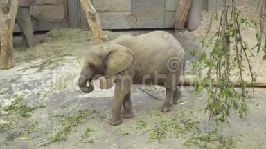<strong>动物园</strong>里的小象吃一根多汁的绿色树枝