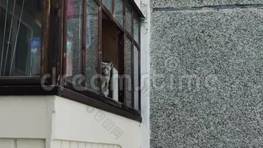 漂亮的灰猫坐在阳台上喵喵叫..