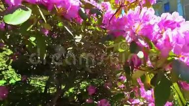 夏天，花园里开着一朵粉红色的杜鹃花。 4k<strong>电影</strong>。