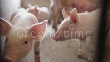 陕西西安`猪场粉仔猪
