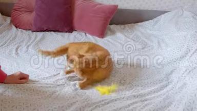 可爱的姜猫躺在床上玩耍，在家里<strong>敲打</strong>着挠痒痒痒的人，集中精力，快乐。