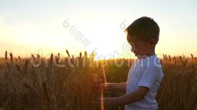 日落时，<strong>一个小</strong>可爱的男孩在田野里摸着<strong>一个</strong>成熟的<strong>小</strong>麦穗。 孩子展示了<strong>小</strong>麦的收获