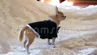 一只矮狗站在<strong>婚纱</strong>上，穿着燕<strong>尾</strong>服，转过身来。 婚礼，狗，晚礼服