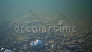 小鱼在泥泞泥泞的水中，有一个石底。 一条鱼在靠近海岸的水下游泳。