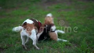 有趣的小狗比格与成年狗摔跤，滚落在草地上活跃的罗利克战斗，狗张开下巴，翻滚和使用