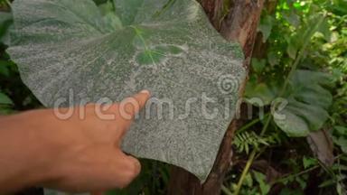 火山爆发后一个人触摸覆盖着火山尘埃的热带植物叶子的手的慢镜头