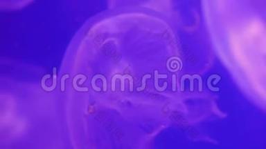 4K. 一组荧光粉水母在水族馆游泳池游泳。