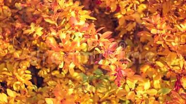 巴宝莉植物覆盖着树叶和浆果的特写。 在秋叶的背景上..