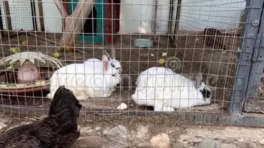 家养的毛茸茸的白色和黑色斑点农场兔子，在动物农场的笼子后面，牲畜食物动物