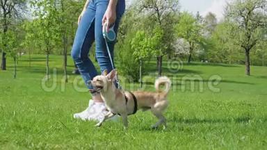 阳光明媚的公园里，女<strong>主人</strong>在绿色草坪上用皮带牵着她那只滑稽的小狗