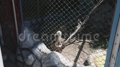 笼子里的秃鹫住在动物园里