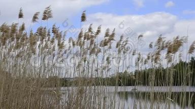 冬季常见的芦苇或水中芦苇干燥，湿地的草状植物，生长在河口