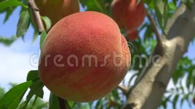 一棵树上的新鲜桃子
