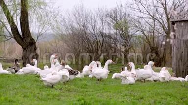 一群白色的家鹅在绿色的田野上觅食