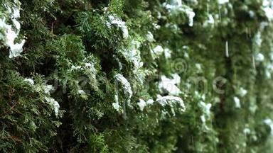 冬雪在<strong>小雨</strong>中慢慢融化的<strong>视频</strong>在一条线上的西葫芦树的枝上