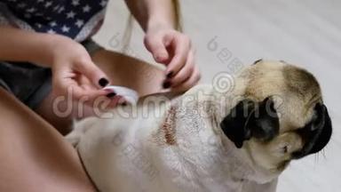 女孩在一只恶心的狗背上洗了一个很大的湿疹伤口