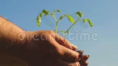 番茄幼苗手中特写.. 环保星球。 年轻的萌芽在农民手中。 园丁`双手
