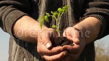 园丁`双手捧着嫩绿的幼苗在手心顶着天空. 环保萌芽。 番茄幼苗