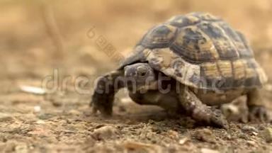 小乌龟在爬行.. 狂野的自然。 乌龟在慢慢地爬行。 侧视图