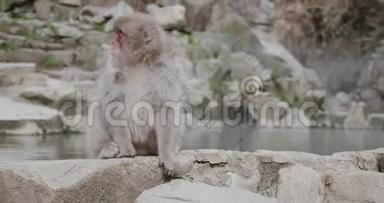 日本的一个温泉旁边坐着搔痒的雪猴