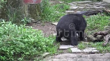 一只成年福莫萨黑熊在动物园里的炎热夏季在户外活动