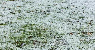 动态时间推移视频雪慢慢融化在小雨在草坪上的花园。 4k，25fps，3840p