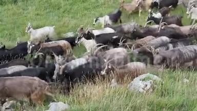在<strong>意大利</strong>阿尔卑斯山的草地上放牧的野山羊。 <strong>山区</strong>自然环境